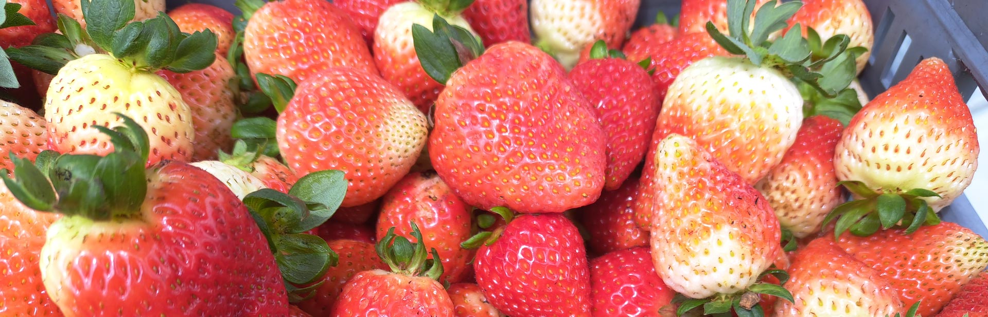 logistic resource solutions colombia